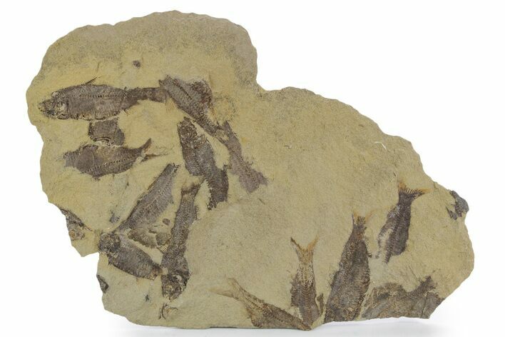 Fossil Fish (Gosiutichthys) Mortality Plate - Wyoming #357160